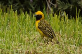 Wikłacz łuskowany - Ploceus spekei - Speke's Weaver