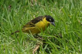 Wikłacz złotoczelny - Ploceus baglafecht - Baglafecht Weaver