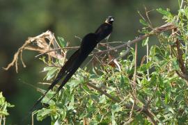 Wdówka rajska - Vidua paradisaea - Eastern Paradise Whydah