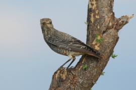 Nagórnik - Monticola saxatilis - Common Rock Thrush