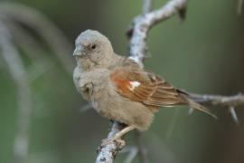 Wróbel papugodzioby - Passer gongonensis - Parrot-billed Sparrow