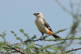 Bawolik białogłowy - Dinemellia dinemelli - White-headed Buffalo Weaver