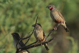 Amadyna obrożna - Amadina fasciata - Cut-throat Finch