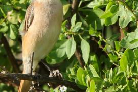Dzierzba pustynna - Lanius isabellinus - Isabelline Shrike