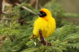 Wikłacz akacjowy - Ploceus vitellinus - Vitelline Masked-Weaver