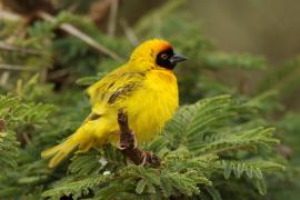 Wikłacz akacjowy - Ploceus vitellinus - Vitelline Masked-Weaver