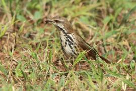 Palmodrozd plamisty - Cichladusa guttata - Spotted Palm Thrush