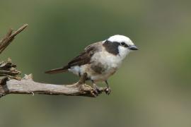 Białoczub białorzytny - Eurocephalus rueppelli - Northern White-crowned Shrike