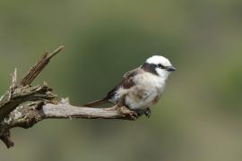 Białoczub białorzytny - Eurocephalus rueppelli - Northern White-crowned Shrike