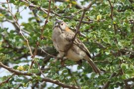Łuskogłowik rdzawoszyi - Sporopipes frontalis - Speckle-fronted Weaver