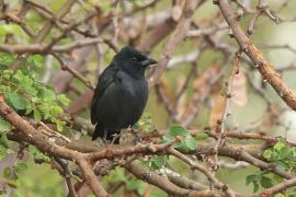 Dzierzyk stalowy - Laniarius funebris - Slate-coloured Boubou