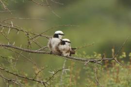Białoczub białorzytny - Eurocephalus rueppelli - Northern White-crowned Shrike