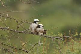 Białoczub białorzytny - Eurocephalus rueppelli - Northern White-crowned Shrike