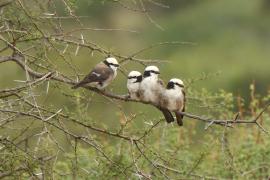 Białoczub białorzytny - Eurocephalus rueppelli - Northern White-crowned Shrike