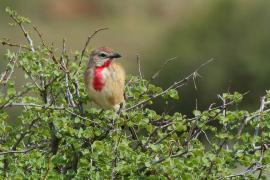 Dzierzbik czerwonogardły - Rhodophoneus cruentus - Rosy-patched Bush-shrike
