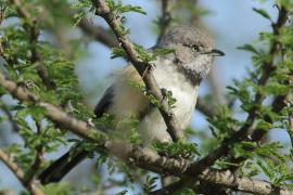 Nikornik obrożny - Apalis thoracica - Bar-throated Apalis