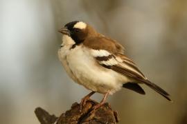 Dziergacz białobrewy - Plocepasser mahali - White-browed Sparrow-Weaver