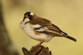 Dziergacz białobrewy - Plocepasser mahali - White-browed Sparrow-Weaver