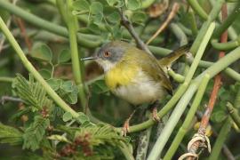 Nikornik żółtopierśny - Apalis flavida - Yellow-breasted Apalis