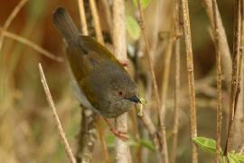 Beczak szarogrzbiety - Camaroptera brevicaudata - Grey-backed Camaroptera