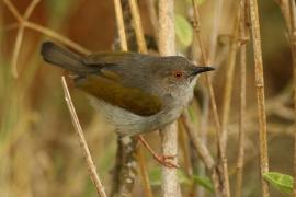 Beczak szarogrzbiety - Camaroptera brevicaudata - Grey-backed Camaroptera