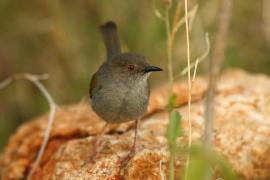 Beczak szarogrzbiety - Camaroptera brevicaudata - Grey-backed Camaroptera