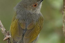 Beczak szarogrzbiety - Camaroptera brevicaudata - Grey-backed Camaroptera