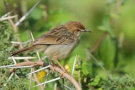 Chwastówka krępa - Cisticola robustus - Stout Cisticola