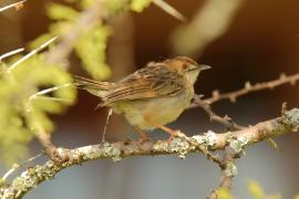 Chwastówka krępa - Cisticola robustus - Stout Cisticola