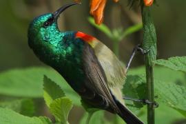 Nektarnik dwuwstęgi - Cinnyris mediocris - Eastern Double-collared Sunbird