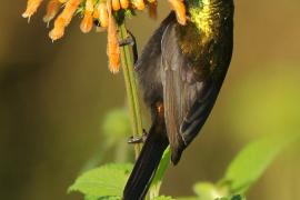 Nektarnik brązowy - Nectarinia kilimensis - Bronzy Sunbird