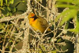 Wikłacz okularowy - Ploceus ocularis - Spectacled Weaver