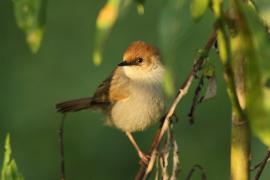 Chwastówka górska - Cisticola hunteri - Hunter's Cisticola