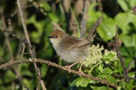 Chwastówka górska - Cisticola hunteri - Hunter's Cisticola