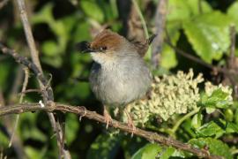 Chwastówka górska - Cisticola hunteri - Hunter's Cisticola