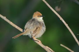 Chwastówka górska - Cisticola hunteri - Hunter's Cisticola