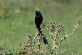 Baletnik - Euplectes jacksoni - Jackson's Widowbird