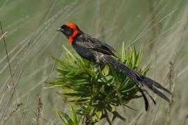 Wikłacz półobrożny - Euplectes ardens - Red-collared Widowbird