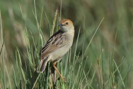 Chwastówka rechocząca - Cisticola chiniana - Rattling Cisticola
