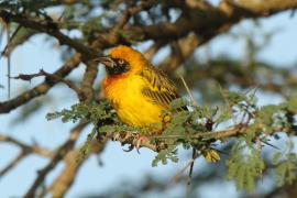 Wikłacz łuskowany - Ploceus spekei - Speke's Weaver