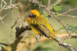 Wikłacz łuskowany - Ploceus spekei - Speke's Weaver