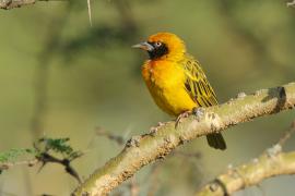 Wikłacz łuskowany - Ploceus spekei - Speke's Weaver