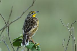 Szponnik żółtogardły - Macronyx croceus - Yellow-throated Longclaw
