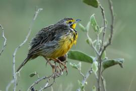 Szponnik żółtogardły - Macronyx croceus - Yellow-throated Longclaw