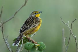 Szponnik żółtogardły - Macronyx croceus - Yellow-throated Longclaw