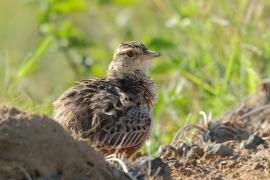 Skowroniec sawannowy - Mirafra africana - Rufous-naped Lark