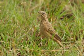 Świergotek gładki - Anthus leucophrys - Plain-backed Pipit