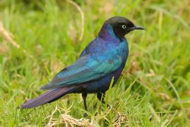Błyszczak purpurowosterny - Lamprotornis purpuroptera - Rüppell's Glossy Starling