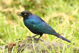 Błyszczak purpurowosterny - Lamprotornis purpuroptera - Rüppell's Glossy Starling