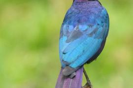 Błyszczak purpurowosterny - Lamprotornis purpuroptera - Rüppell's Glossy Starling